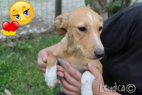 Perla
